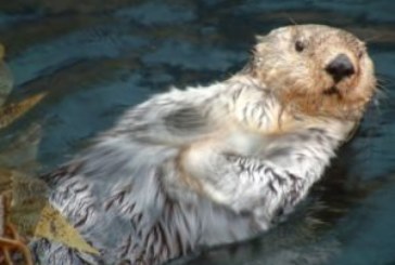 Des animaux en péril