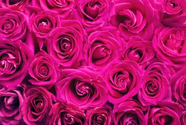 Mignonne, allons voir si la rose …